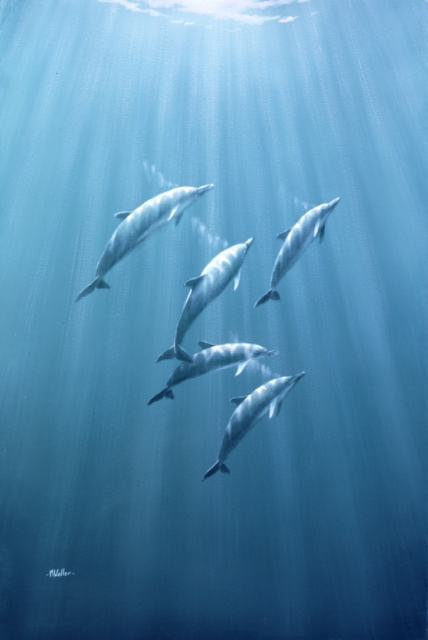 Marine Life
